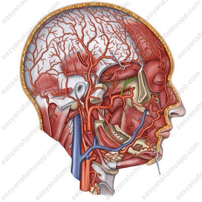 Передняя глубокая височная артерия (a. temporales profundae anterior)